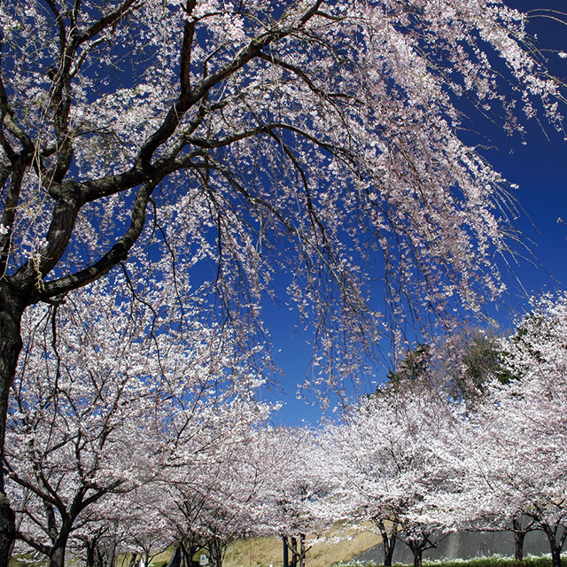 ラフォーレリゾート修善寺の敷地内に咲く桜