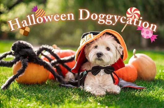 My Shippo Halloween Doggycation