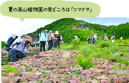 夏の高山植物園の見どころは「コマクサ」