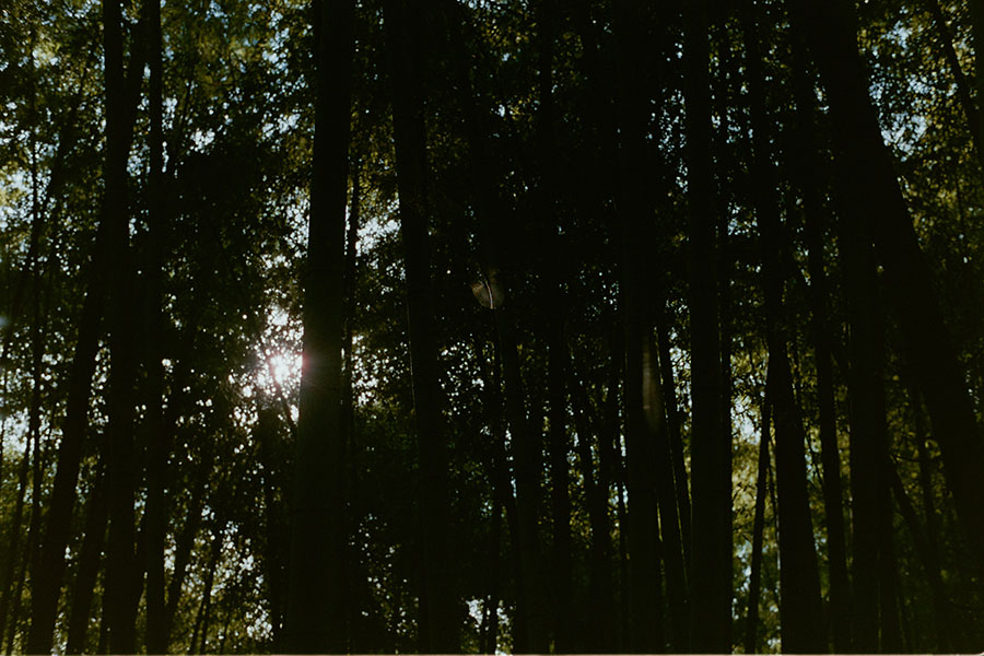 朝日に輝く修善寺の森