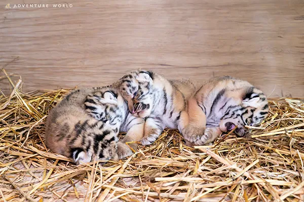 アムールトラの赤ちゃん