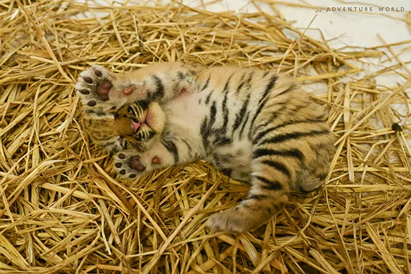 アムールトラの赤ちゃん