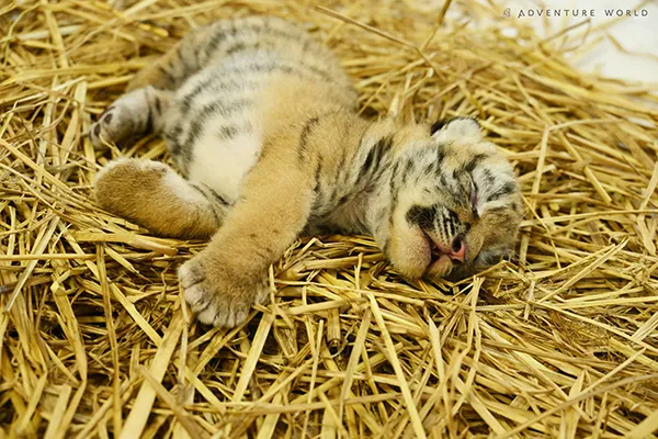 アムールトラの赤ちゃん