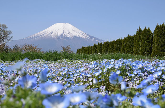 花の都公園