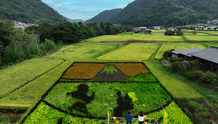 月ケ瀬 田んぼアート