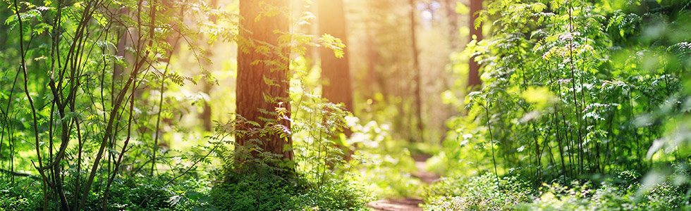 伊豆マリオットホテル修善寺のサステナビリティ活動