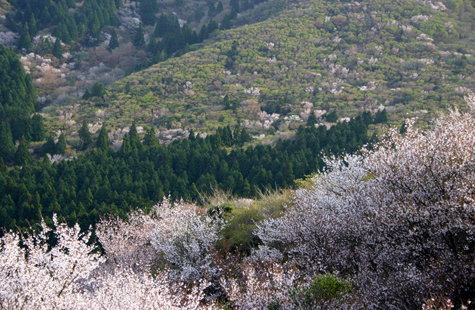 達磨山