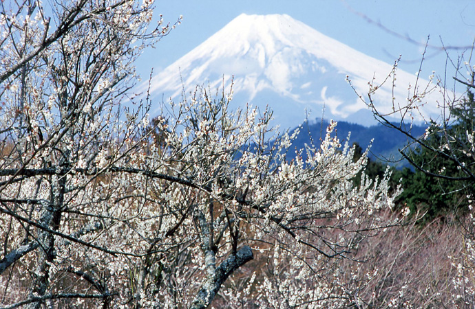 修善寺自然公園