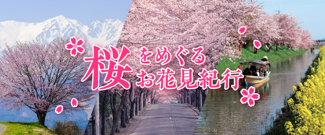 ～桜をめぐる～お花見紀行