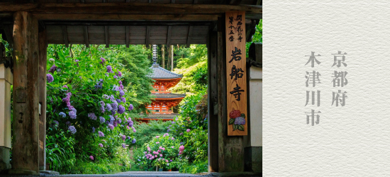あじさいが咲き誇る　初夏の“花の寺”
