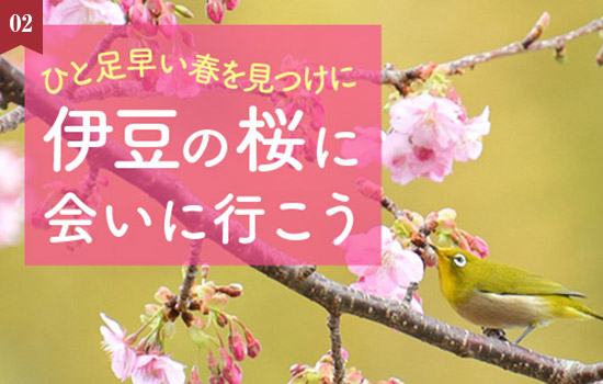 〈伊豆桜特集〉ひと足早い春を見つけに伊豆の桜に会いに行こう