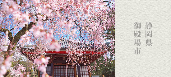 雄大な富士山と桜の共演　静岡県 御殿場市