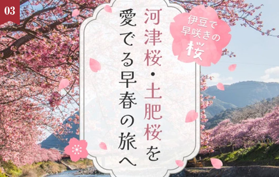 春の訪れをいち早く見つけに出かけよう！「伊豆の桜まつり特集」