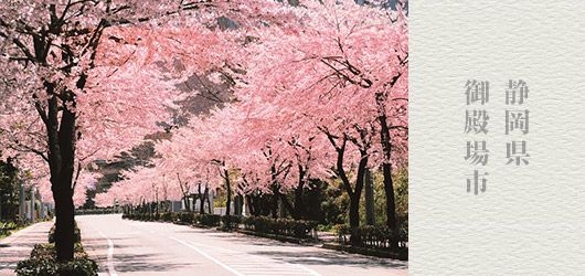 静岡県 富士山×桜の絶景！夜桜ライトアップも「御殿場桜まつり」