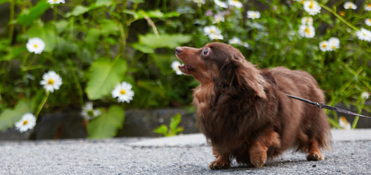 コートヤード・バイ・マリオット 白馬　愛犬と泊まれるドッグフレンドリールームグリーンシーズンの予約受付中！