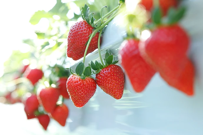 那須いちご三昧ステイ