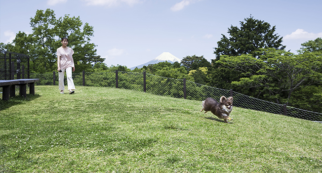 ドッグラン