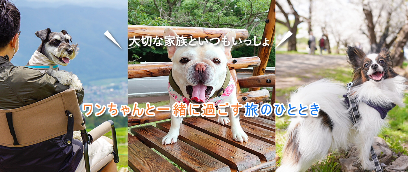 ドッグ