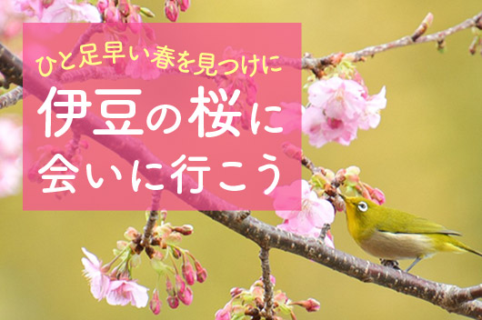 “ひと足早い春を見つけに 伊豆の桜に会いに行こう！