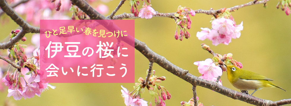 ひと足早い春を見つけに 伊豆の桜に会いに行こう！