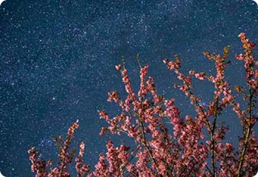 星空と土肥桜