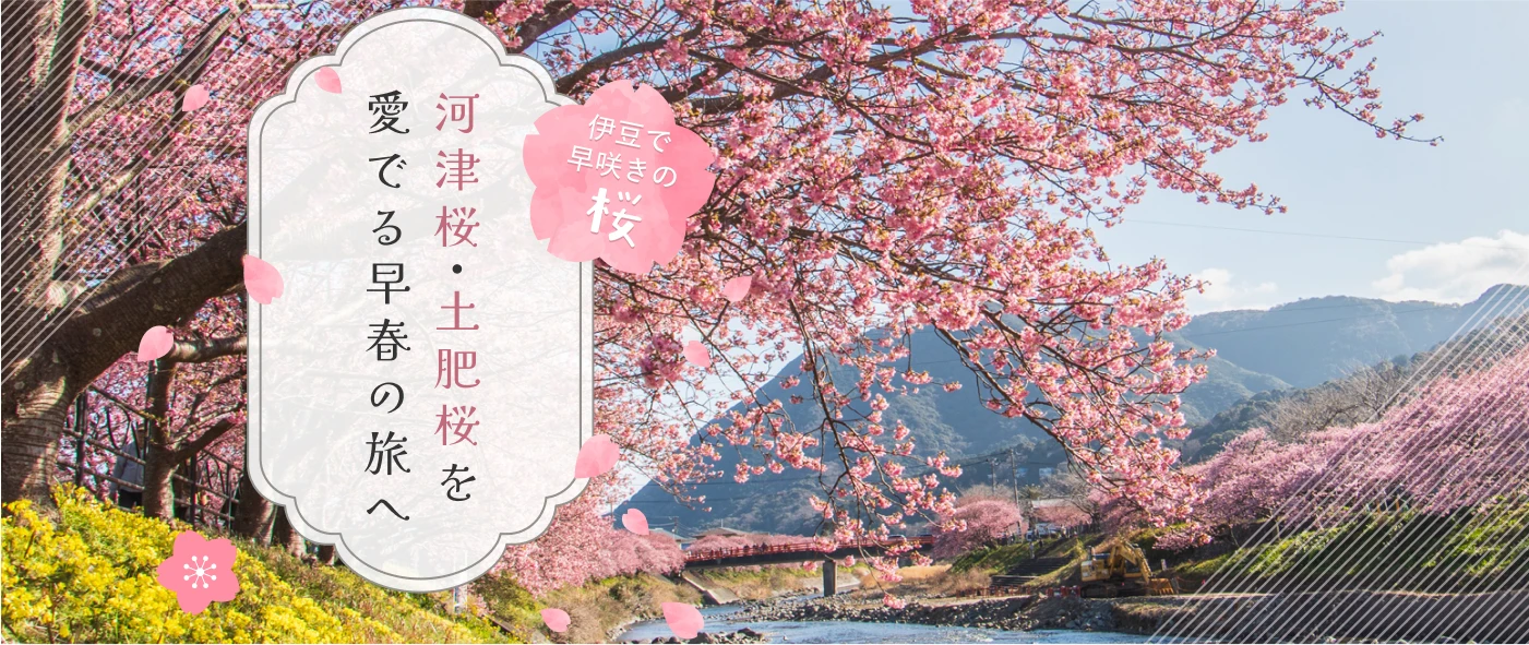 伊豆で早咲きの桜 河津桜・土肥桜を愛でる早春の旅へ！