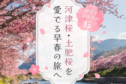 伊豆で早咲きの桜 河津桜・土肥桜を愛でる早春の旅へ！