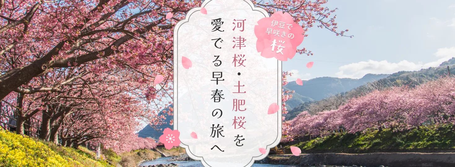 伊豆で早咲きの桜  河津桜・土肥桜を愛でる早春の旅へ！