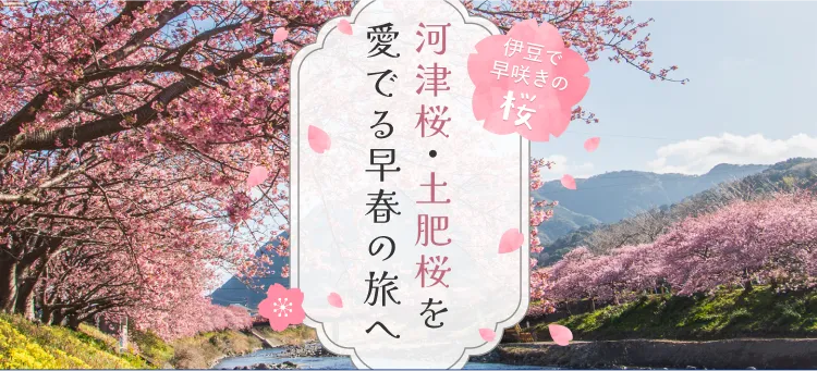 伊豆で早咲きの桜  河津桜・土肥桜を愛でる早春の旅へ！