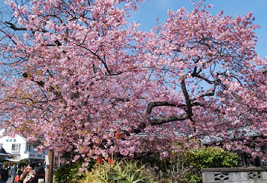 河津桜原木