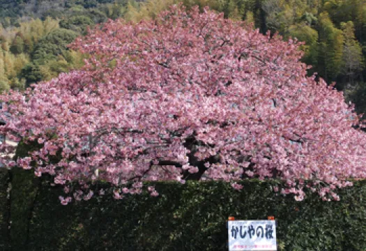 かじやの桜