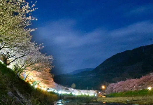 河津桜ライトアップ