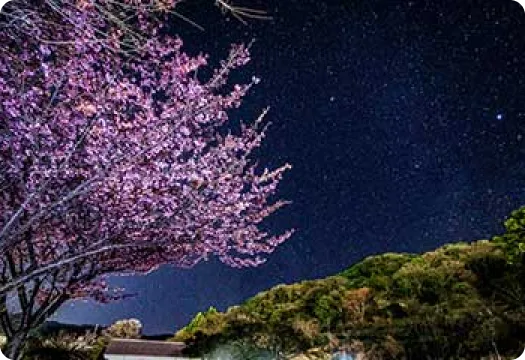 土肥桜ライトアップ