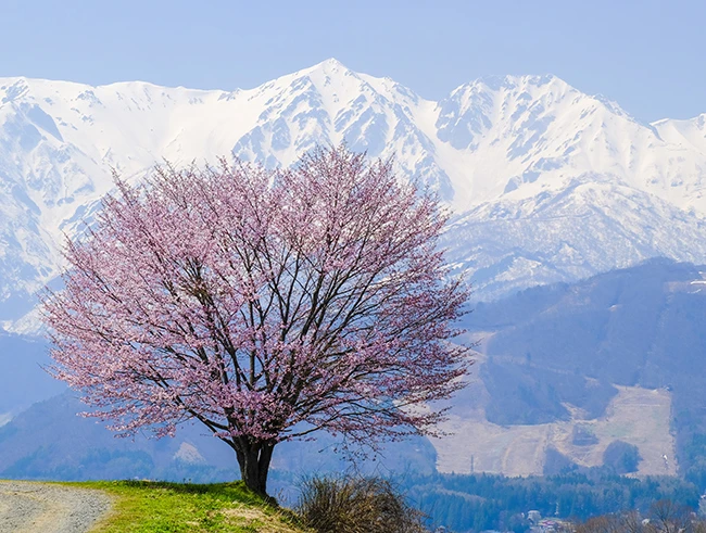 野平の一本桜