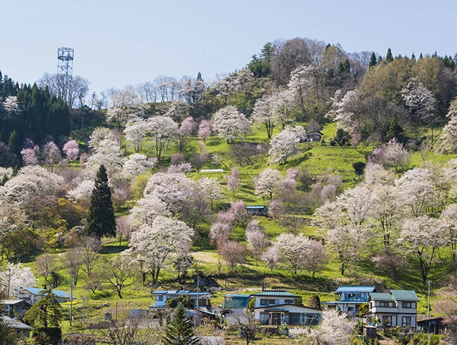 二反田の桜