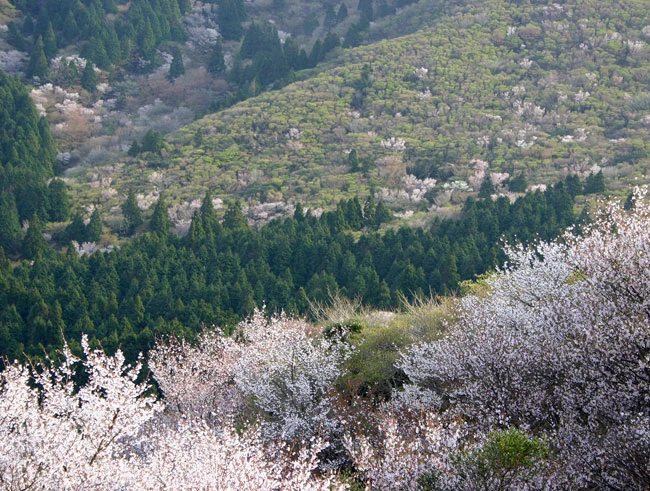 達磨山