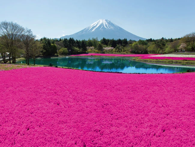 富士本栖湖リゾート