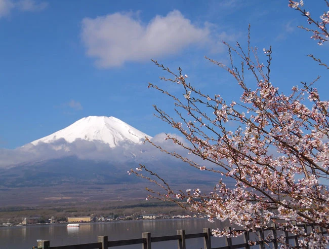 ズミの花