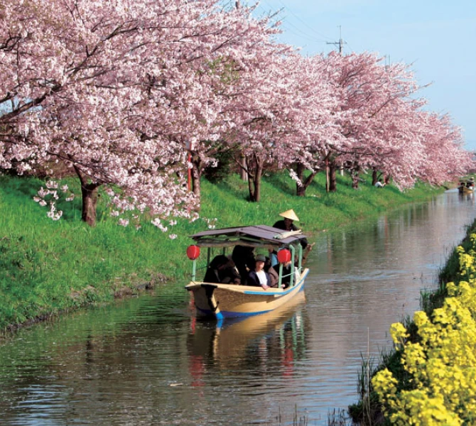 近江八幡水郷めぐり