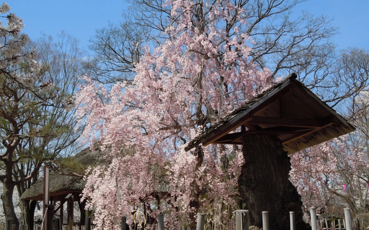 小諸城址・懐古園