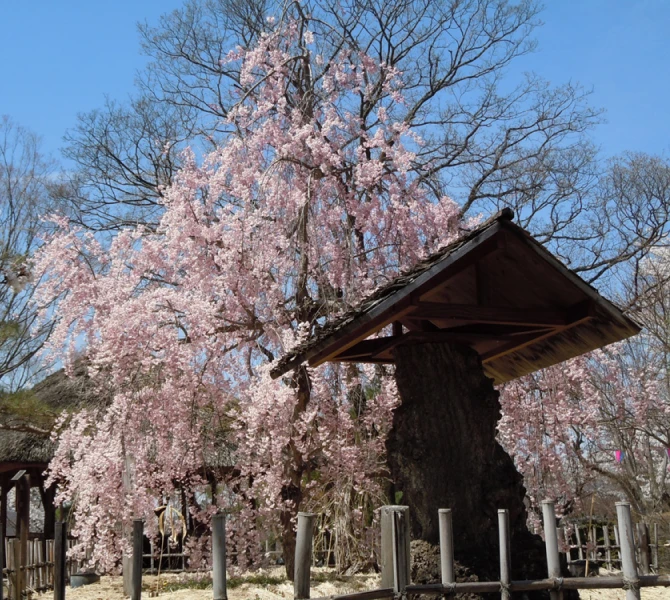 小諸城址・懐古園