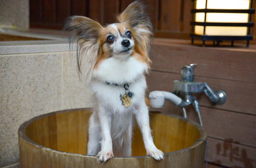 ドッグフレンドリーポイント