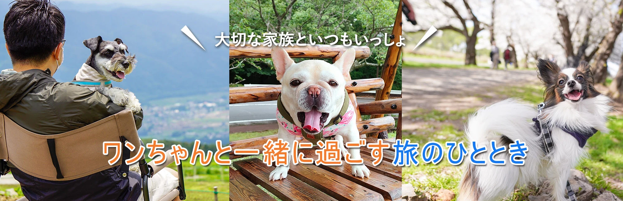 ワンちゃんと満喫するリゾートライフ