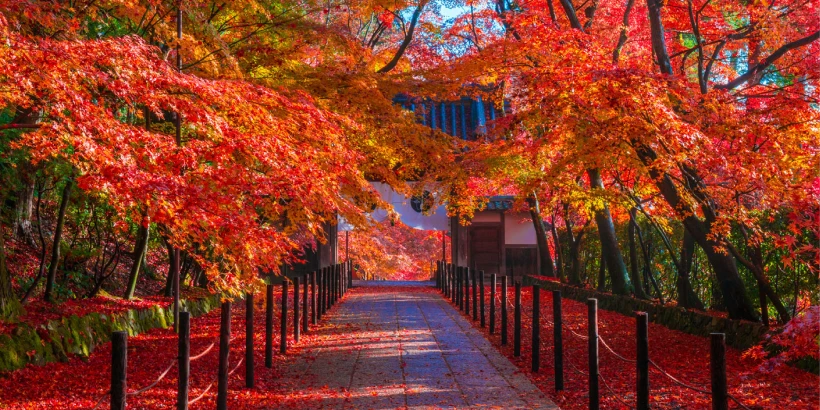 紅葉名所 光明寺