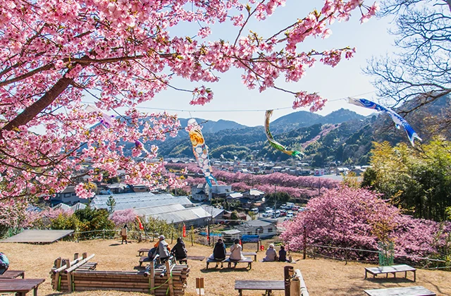 河津桜
