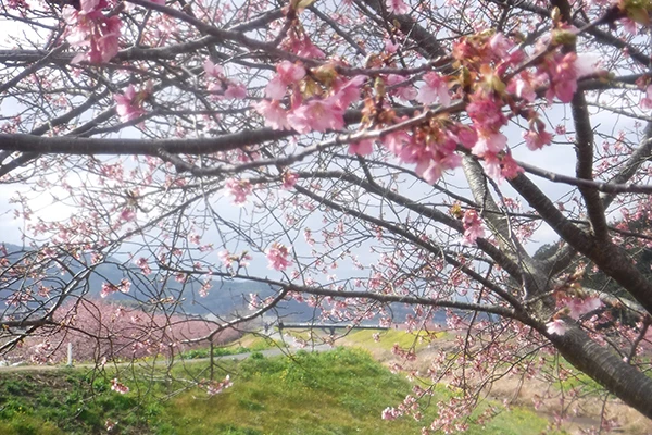 伊豆早春お花見ウォーク～かんなみの桜と西伊豆井田の河津桜～