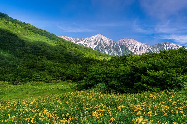 黒菱平よりニッコウキスゲと白馬三山