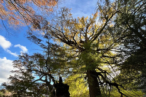 益山寺(ましやまでら)の2本の巨木